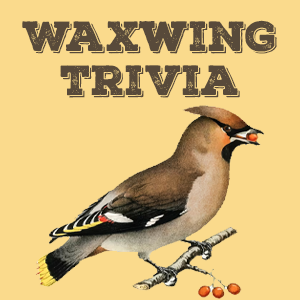 Waxwing Quiz