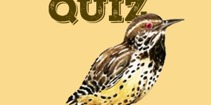 Wren Quiz Wren Quiz