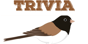 Junco Quiz