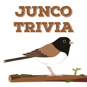 Junco Quiz