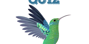 king fisher King Fisher Quiz