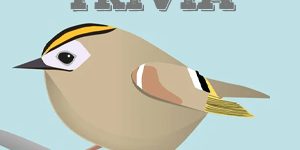 kinglets trivia Kinglets Quiz