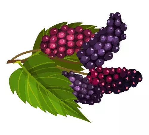 mulberry fruit quiz