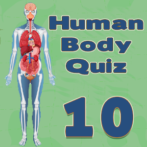 Human Body Facts10