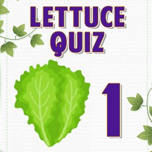Lettuce 1