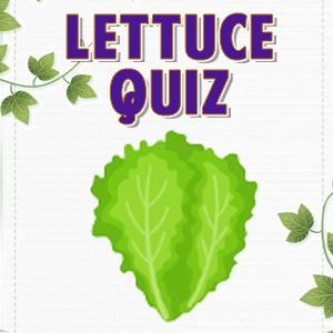 Lettuce