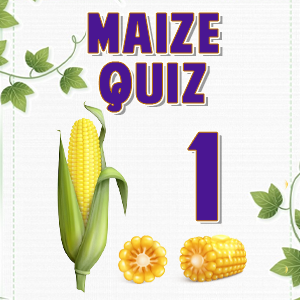 Maize quiz 1