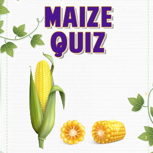 Maize quiz