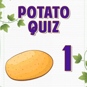 Potato 1