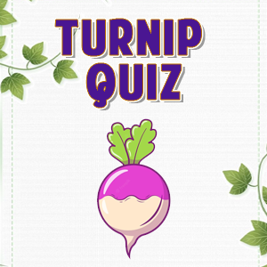 Turnip