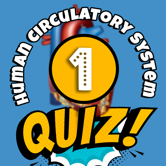 Human Circulatory System Quiz