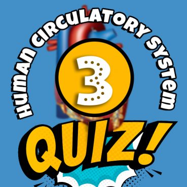 Human Circulatory System Quiz