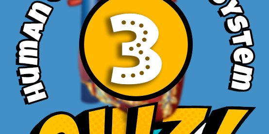 Human Circulatory System Quiz