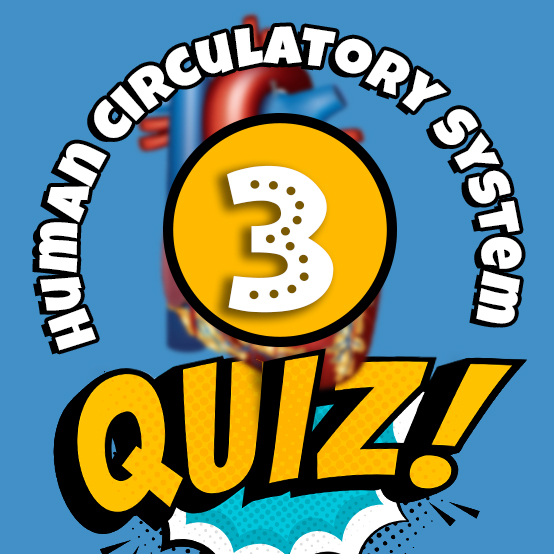 Human Circulatory System Quiz