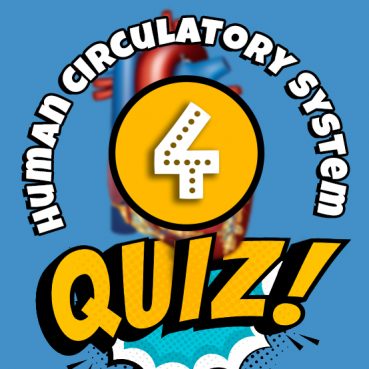 Human Circulatory System Quiz