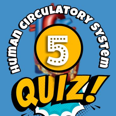 Human Circulatory System Quiz