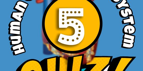 Human Circulatory System Quiz Human Circulatory System Quiz