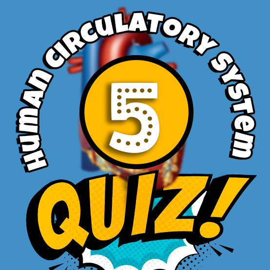 Human Circulatory System Quiz