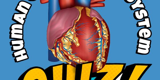 Human Circulatory System Quiz