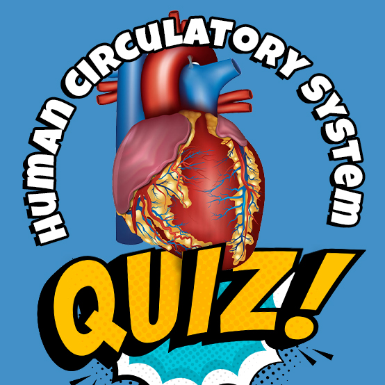 Human Circulatory System Quiz